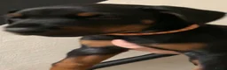 Dobermann dogs for sale: Royal KC Doberman puppies  - Advert 22