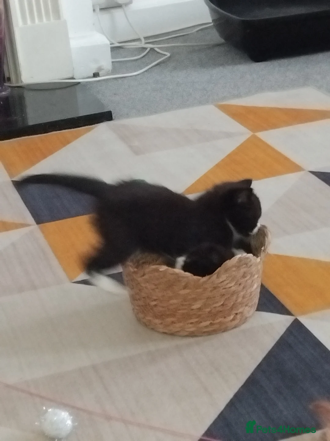 Mixed Breed cats for sale: Black and white kittens for sale in Weymouth - Advert 2