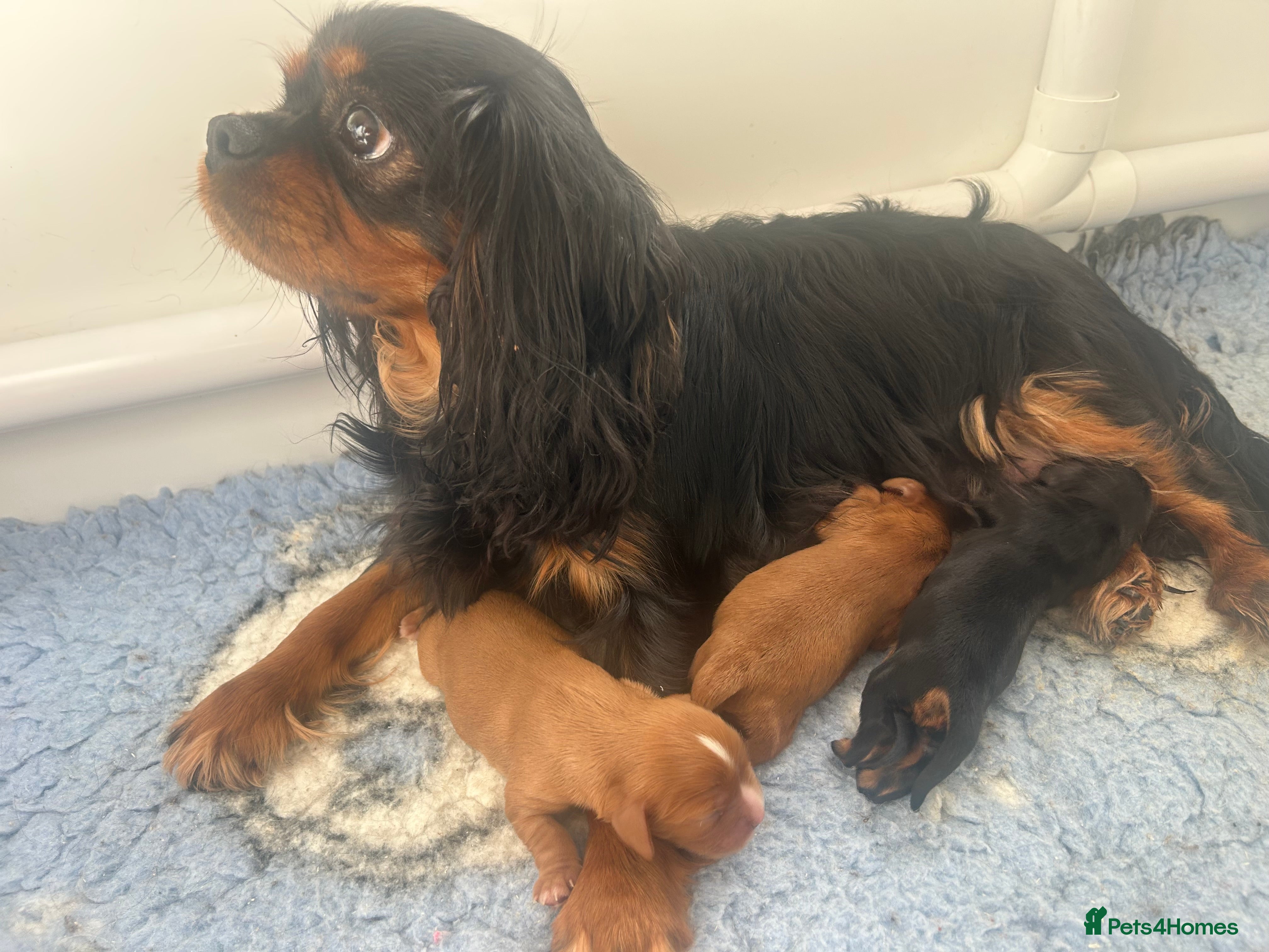 Cavalier King Charles Spaniel dogs 3 boys available! Health tested parents! - Advert 3
