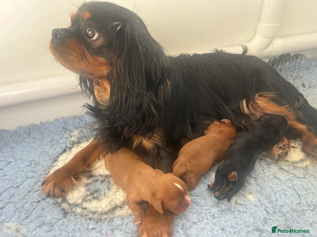 Cavalier King Charles Spaniel dogs for sale: 3 boys available! Health tested parents! - Advert 1