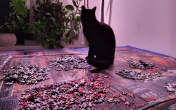 Domestic Shorthair cats for sale: Gadget - Image 4