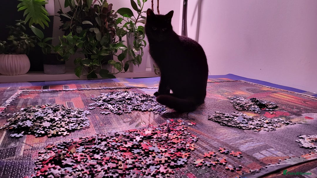 Domestic Shorthair cats for sale: Gadget - Image 4