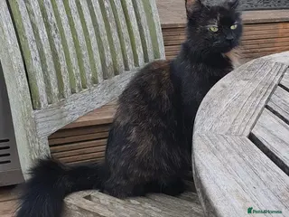 Mixed Breed cats Gorgeous silver and black kittens - Advert 1