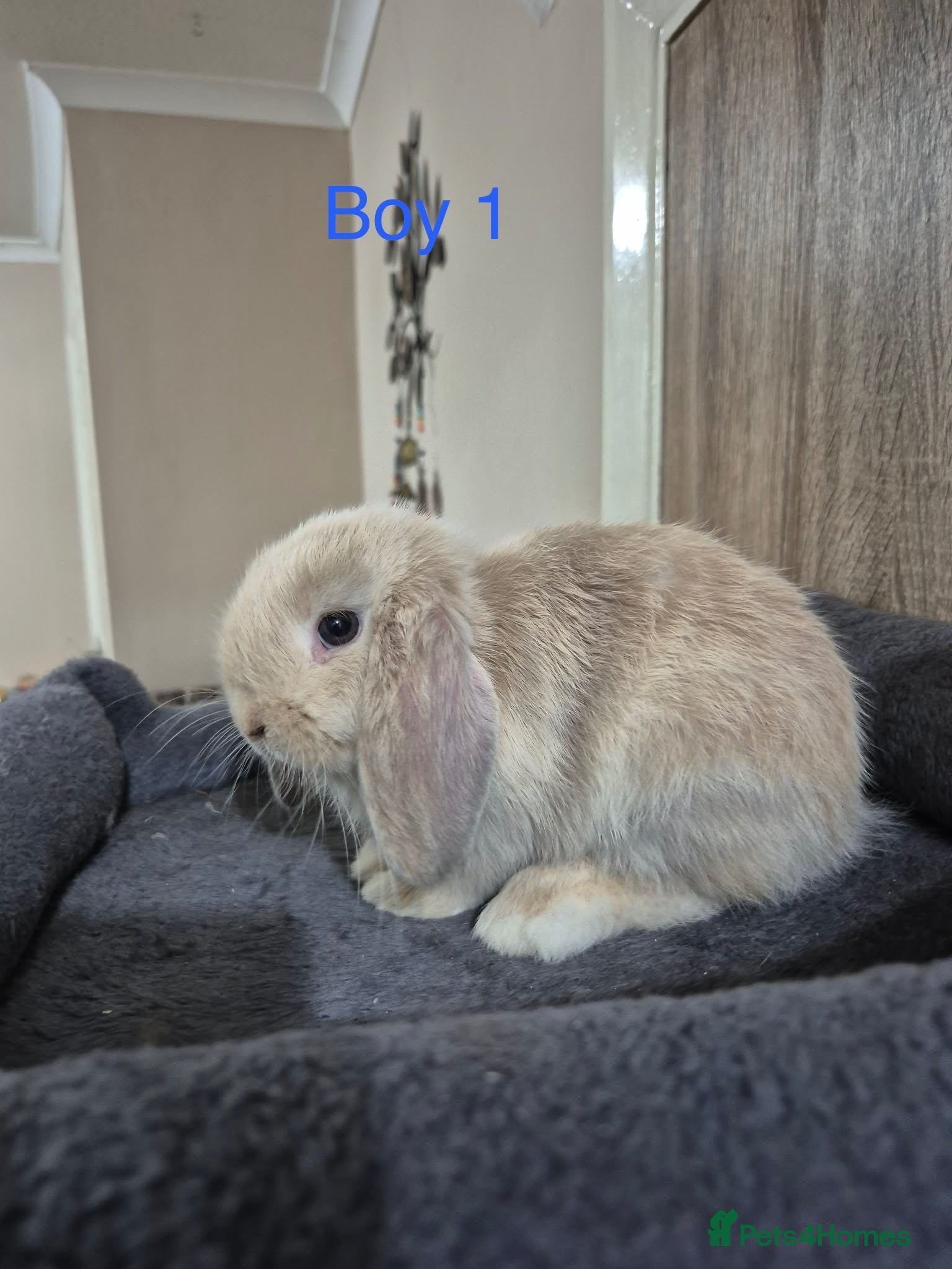 Mini Lop rabbits Pure Mini lop babies - Advert 14