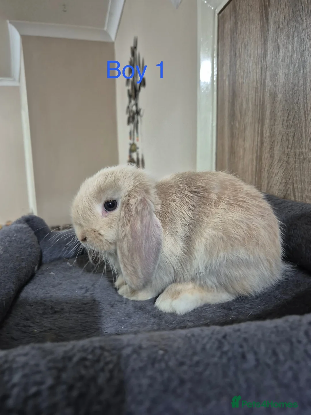 Mini Lop rabbits for sale: Pure Mini lop babies 8 weeks old  - Advert 1