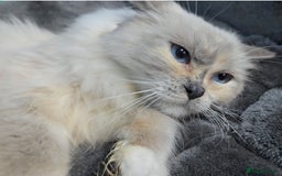 Ragdoll cats for sale: Beautiful Ragdoll babies  - Image 1