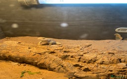 Lizard reptiles for sale: Female Collared Lizzard +Full set up - Image 6