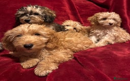 Cockapoo dogs for sale: 🐶 F1 Cockerpoo Puppies 🐶 - Image 2