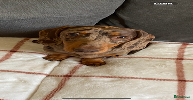 Miniature Dachshund dogs Beautiful Miniature dachshunds🐶🤎 - Advert 9