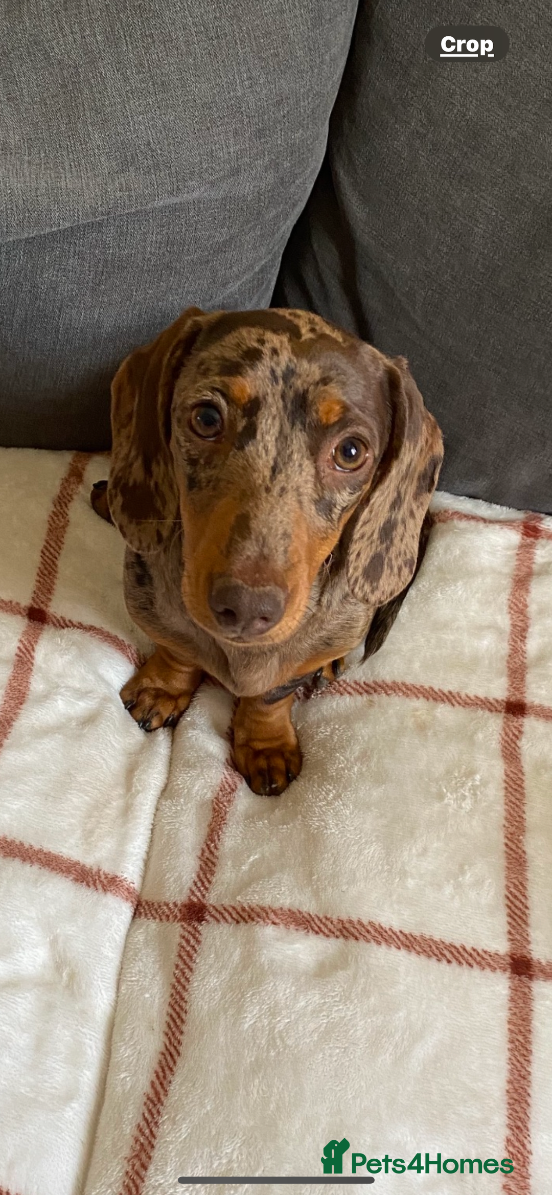 Miniature Dachshund dogs for sale: Beautiful Miniature dachshunds🐶🤎 - Advert 1
