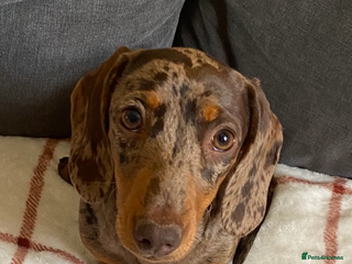 Miniature Dachshund dogs Beautiful Miniature dachshunds🐶🤎 - Advert 1