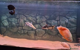 Other/Mixed Breed fish for sale: Catfish,oscars and bichir large sizes - Advert 3