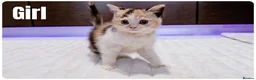Munchkin cats for sale: Munchkin kittens - Advert 14