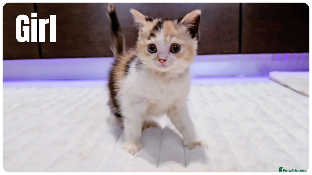 Munchkin cats for sale: Munchkin kittens - Advert 14