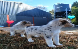 Border Collie dogs for sale: 2 smart Blue merl and two black &white puppies - Image 2