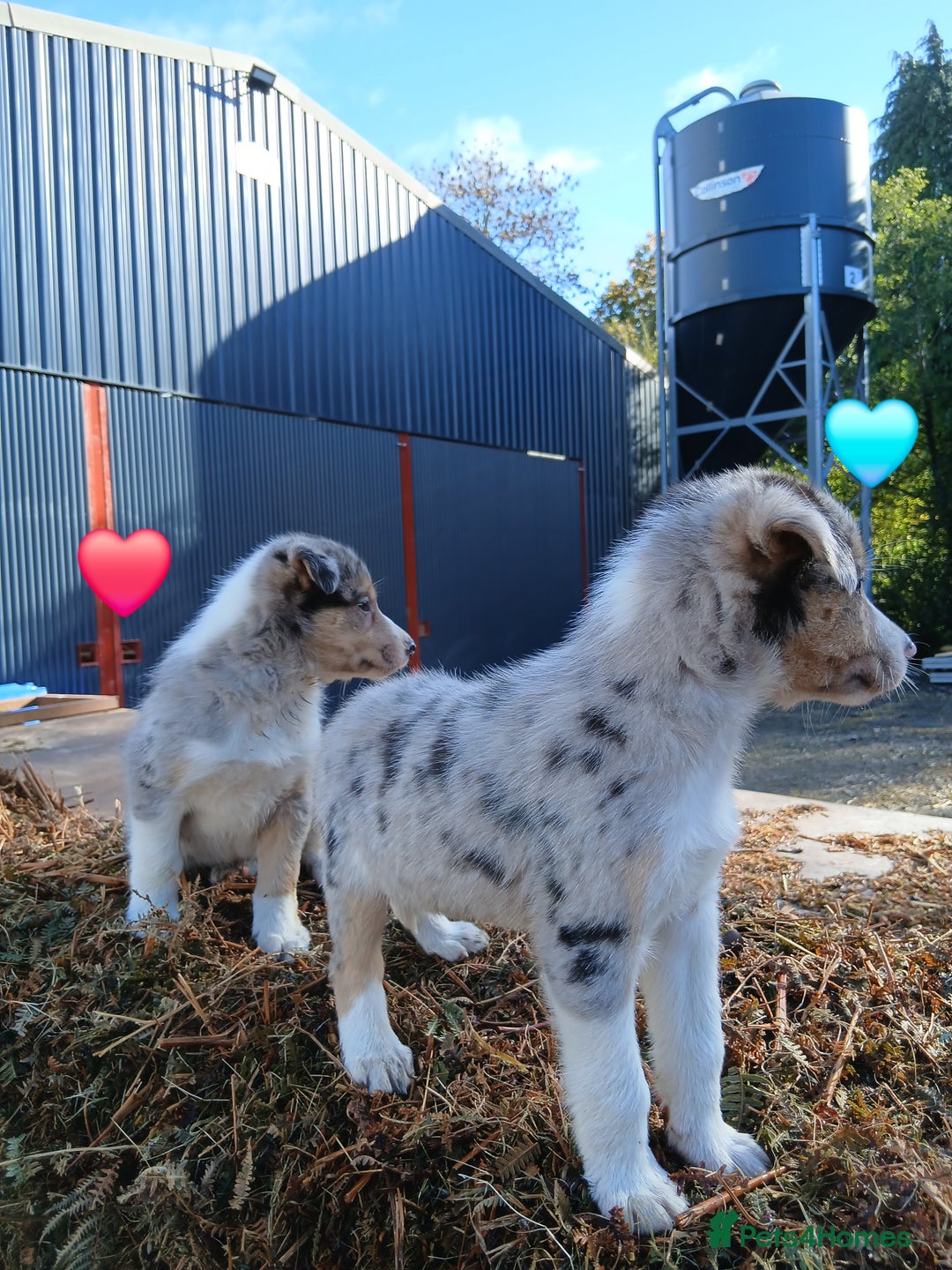 Border Collie dogs for sale: 2 smart Blue merl and two black &white puppies - Image 2