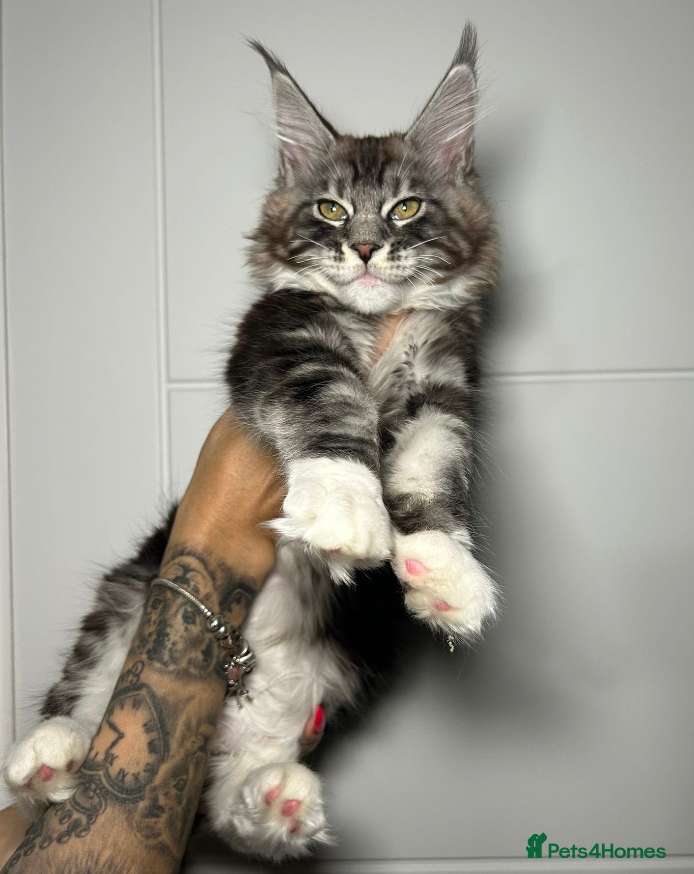 Maine Coon cats Champion line kittens ,3 girls left☺️ - Advert 10