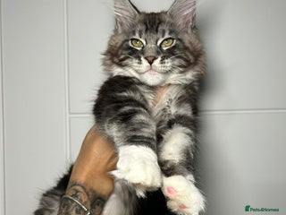 Maine Coon cats Champion line kittens ,3 girls left☺️ - Advert 13