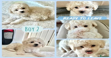 Poochon dogs - Advert 7