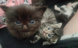 Maine Coon cats for sale: Beautiful maneicoon x siberian Kittens - Image 1