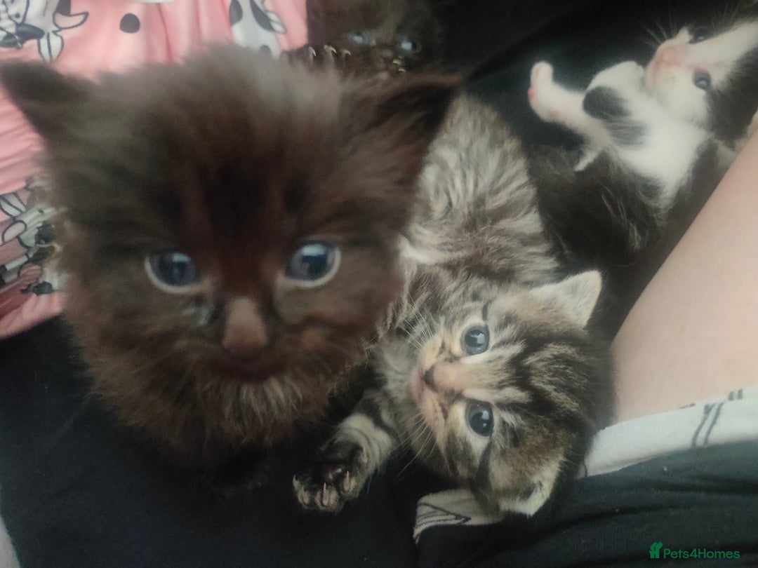 Maine Coon cats for sale: Beautiful maneicoon x siberian Kittens - Image 1