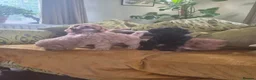 Cockapoo dogs for sale: Gorgeous cockapoos - Advert 1