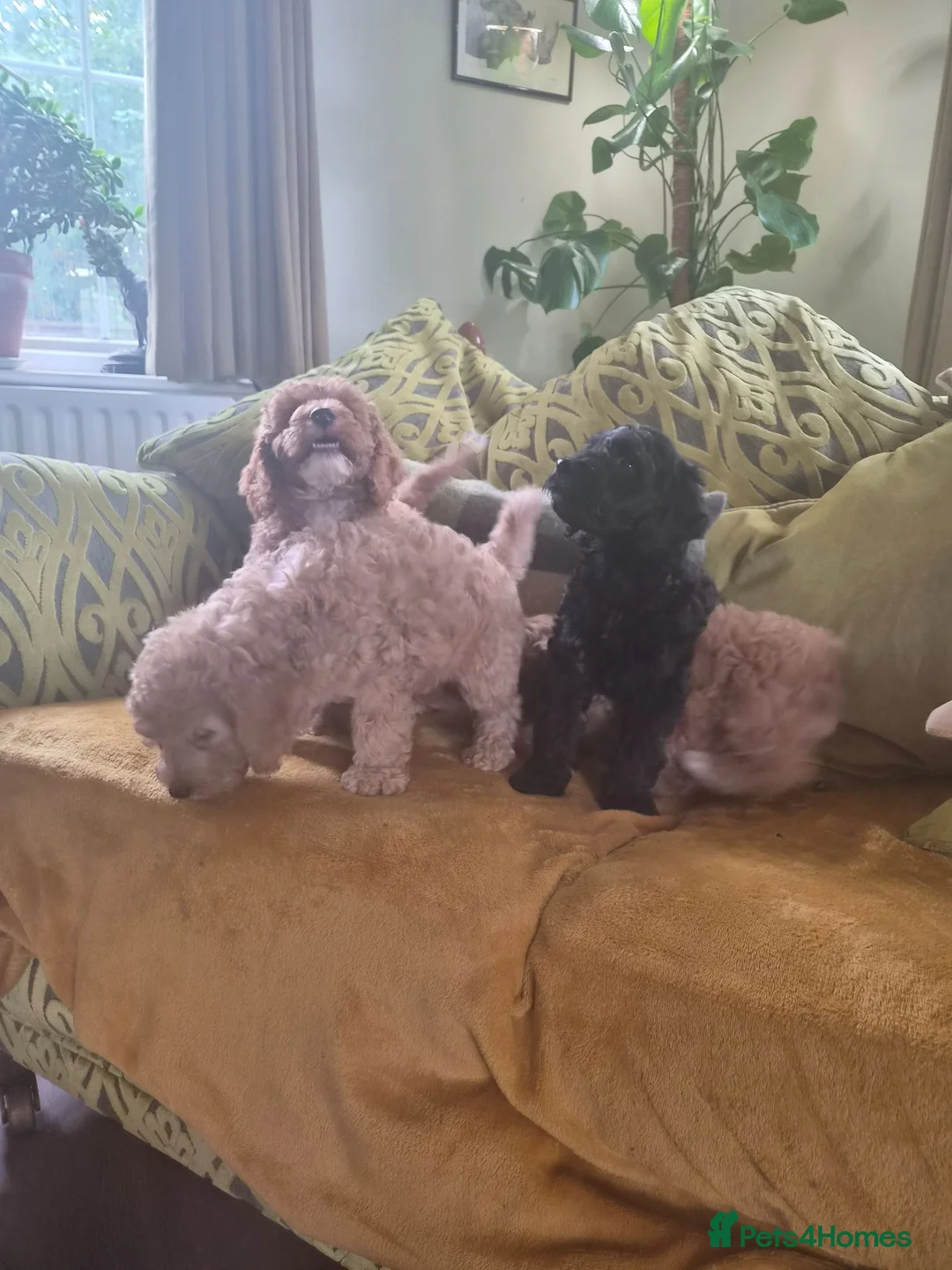 Cockapoo dogs for sale: Gorgeous cockapoos - Advert 1