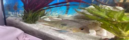Cichlids fish for sale: Chiclid fish in Sevenoaks - Advert 4