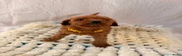 Cockapoo dogs for sale: 🐾 Beautiful Cheeky Cockapoos 🐾 - Advert 4