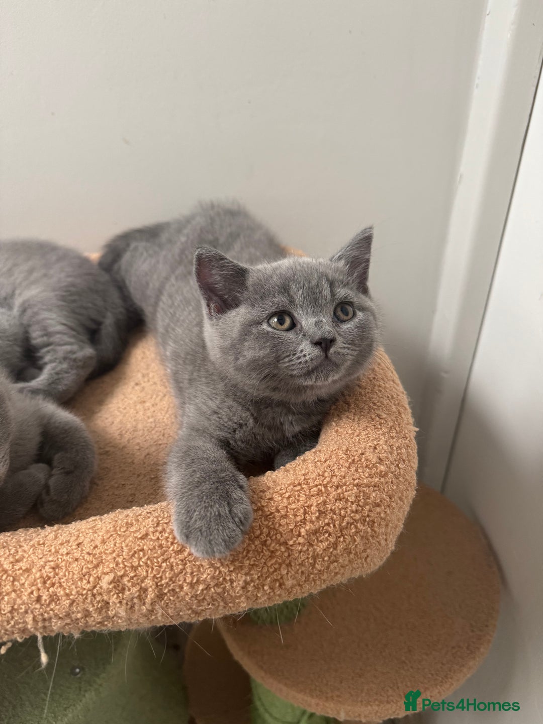 British Shorthair cats for sale: Last 3 stunning BSH Left - Image 3