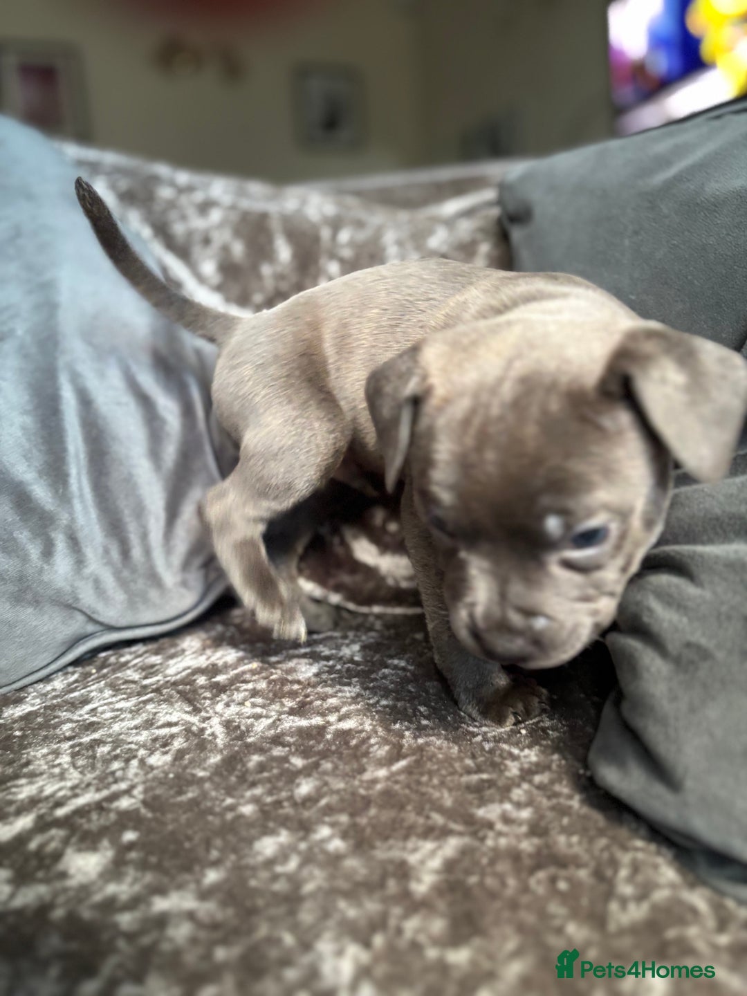 Staffordshire Bull Terrier dogs for sale: Quality Blue Health Tested  - Advert 19