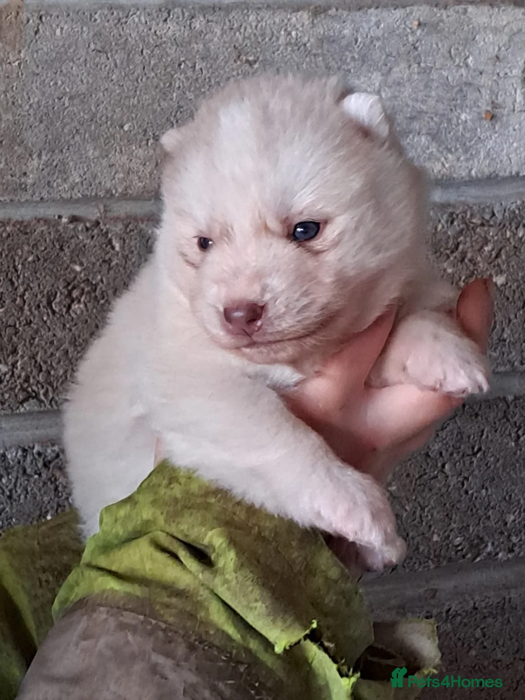 Siberian Husky dogs for sale: 🐾 RARE Husky Puppies–Ready for Their New Homes 🐾 - Advert 2