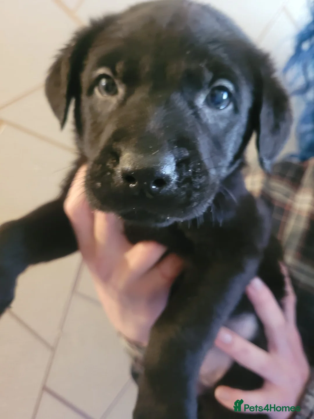 Mixed Breed dogs for sale: Adorable pups - viewings Saturday 2nd May in Durham - Advert 1