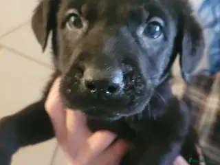 Mixed Breed dogs Adorable pups - viewings Saturday 2nd May - Advert 4