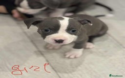 American Bull Staffy dogs for sale: For sale - Image 5