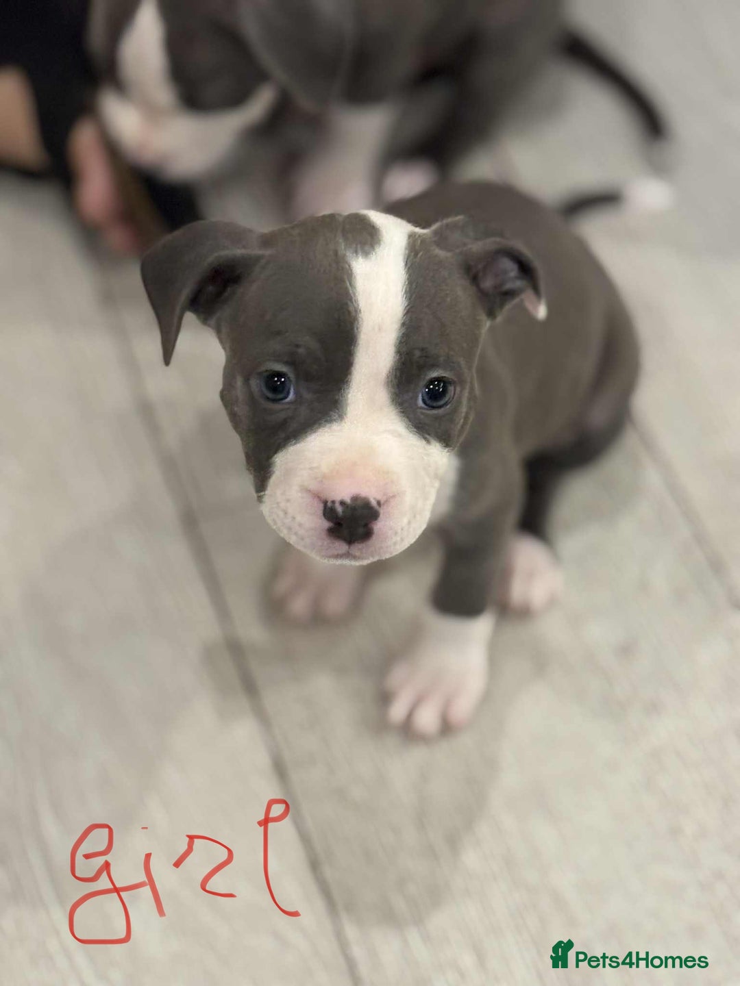 American Bull Staffy dogs for sale: For sale - Image 5
