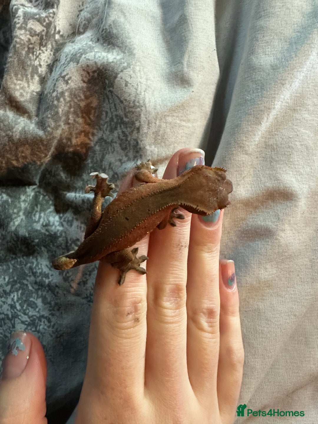 Gecko reptiles for sale: Crested geckos  - Advert 5