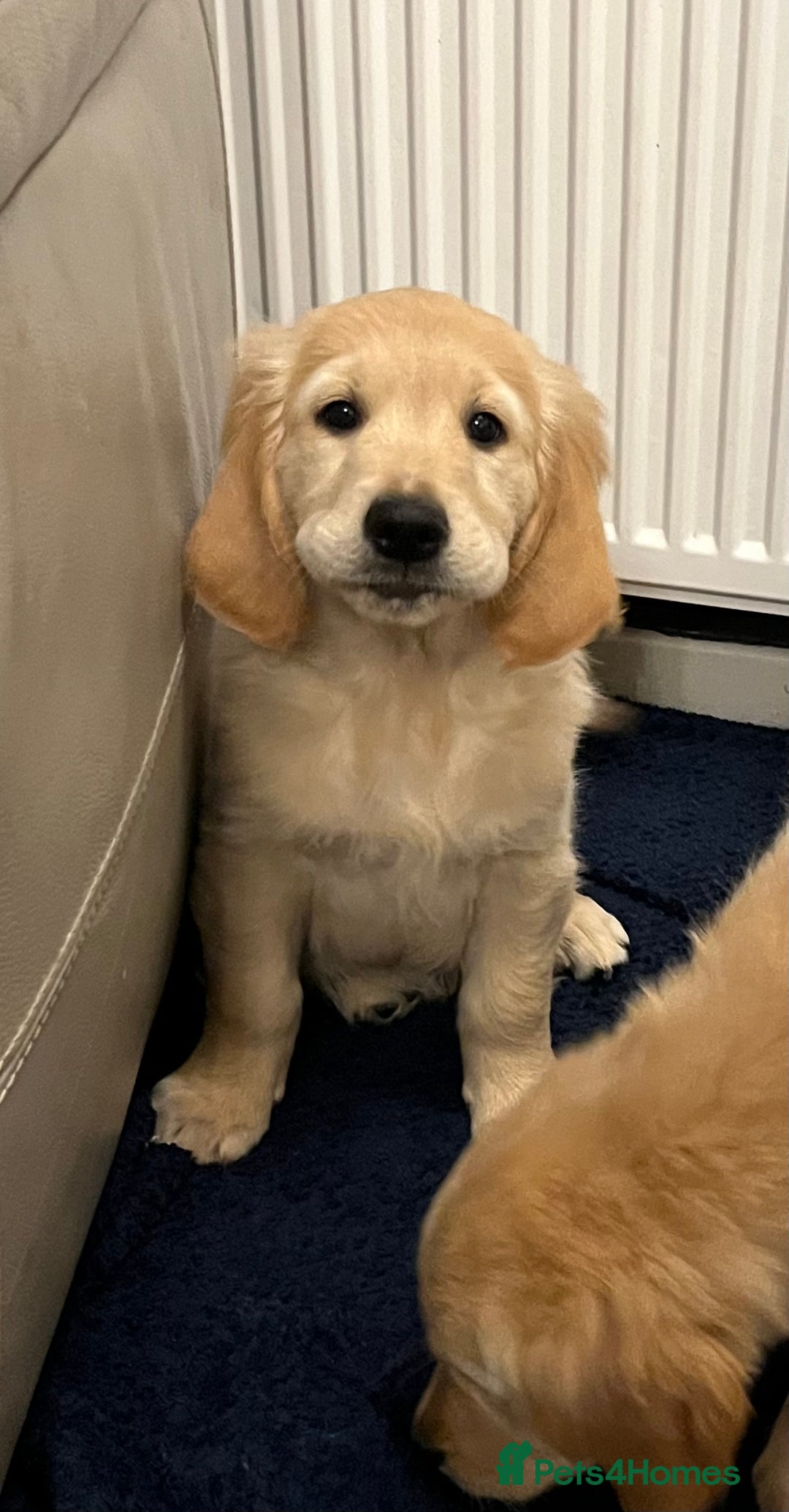 Golden Retriever dogs for sale: Golden retriever puppies - Advert 10