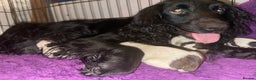 Sprocker dogs for sale: Sprocker spaniel puppies  - Advert 1