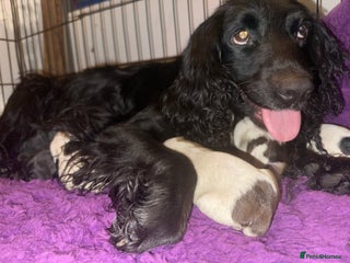 Sprocker dogs Sprocker spaniel puppies - Advert 8