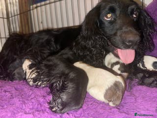 Sprocker dogs Sprocker spaniel puppies - Advert 18