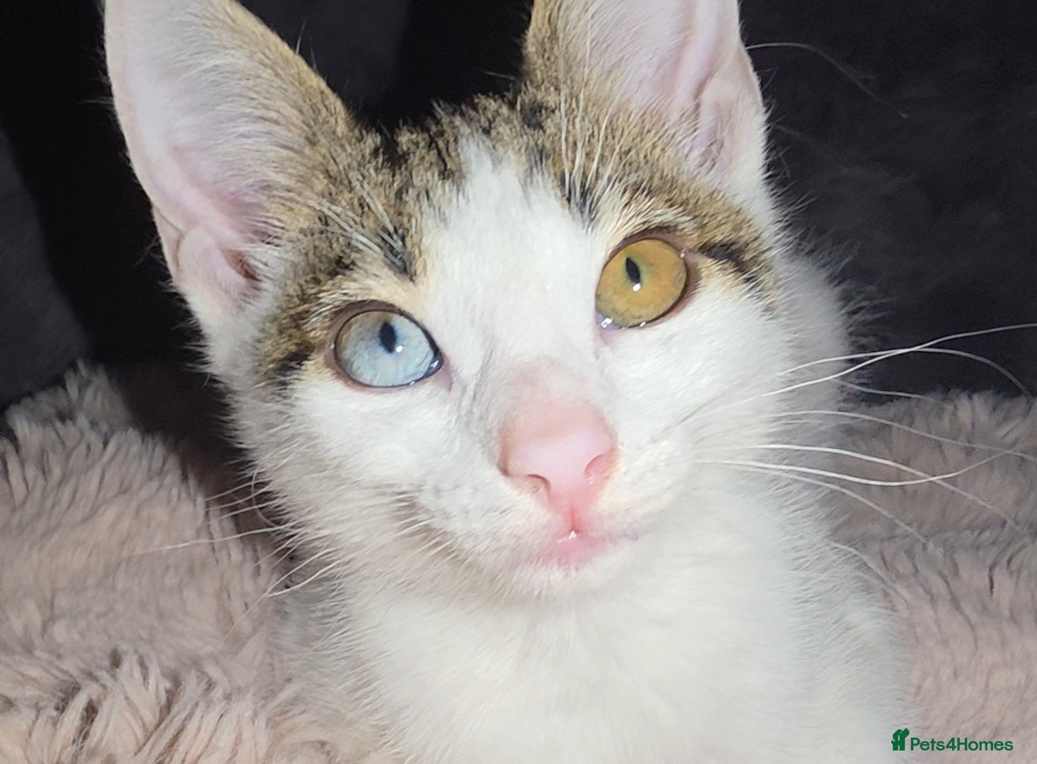 Mixed Breed cats Odd eyed kitten - Advert 8