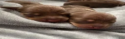 Miniature Dachshund dogs for sale: Choc n tan miniature dachshunds  - Advert 14