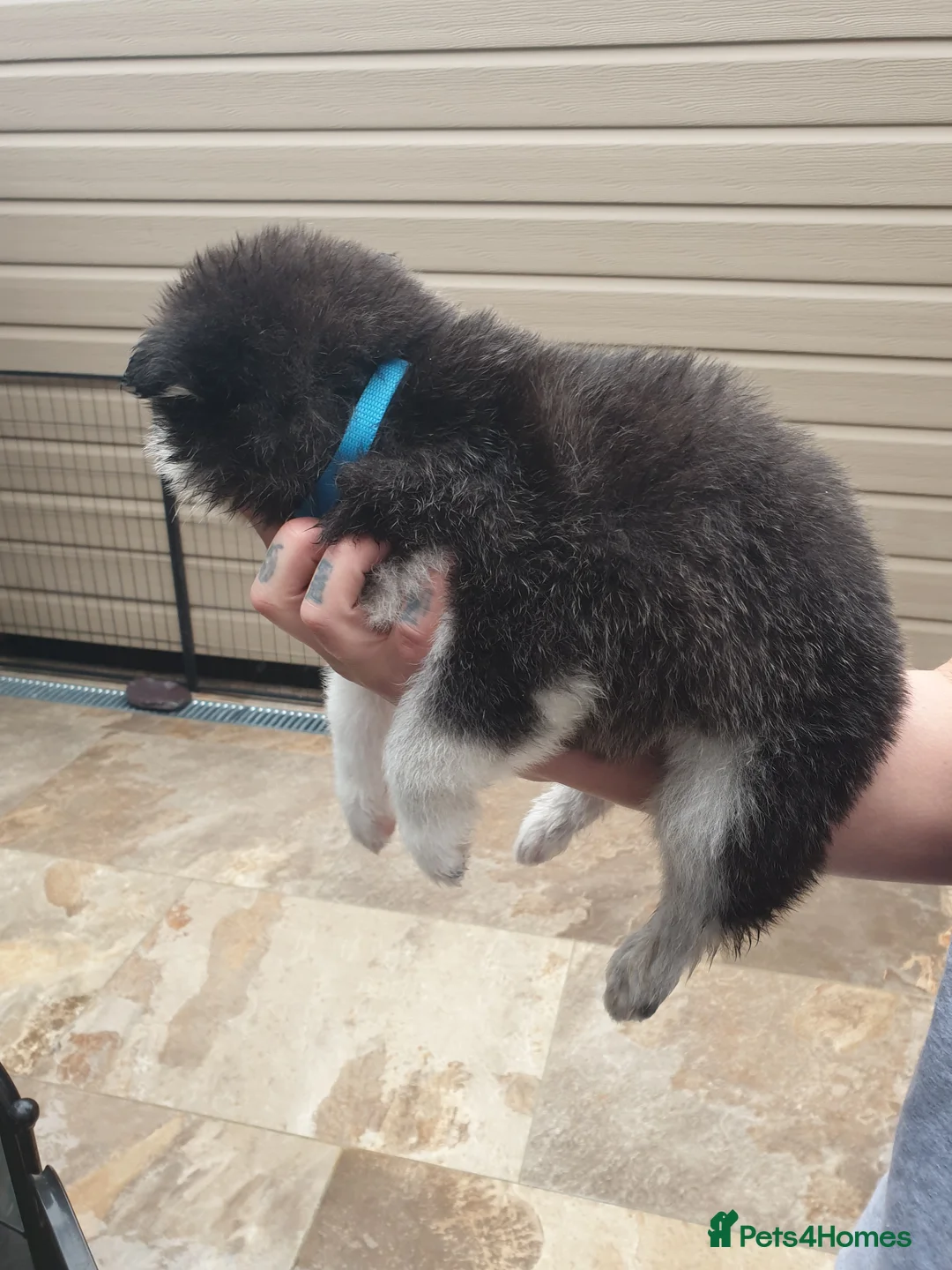 Alaskan Malamute dogs for sale: Kc registered alaskan malamute puppy's  - Advert 16