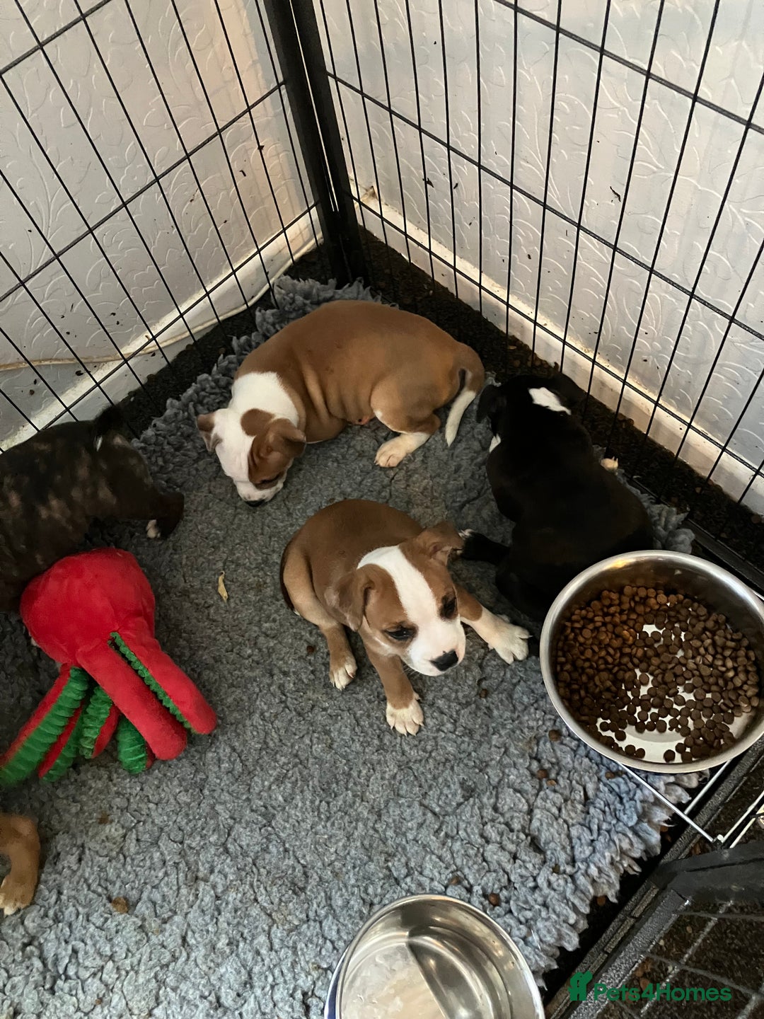 Staffordshire Bull Terrier dogs for sale: Kc Staffordshire bull terrior puppies - Image 4