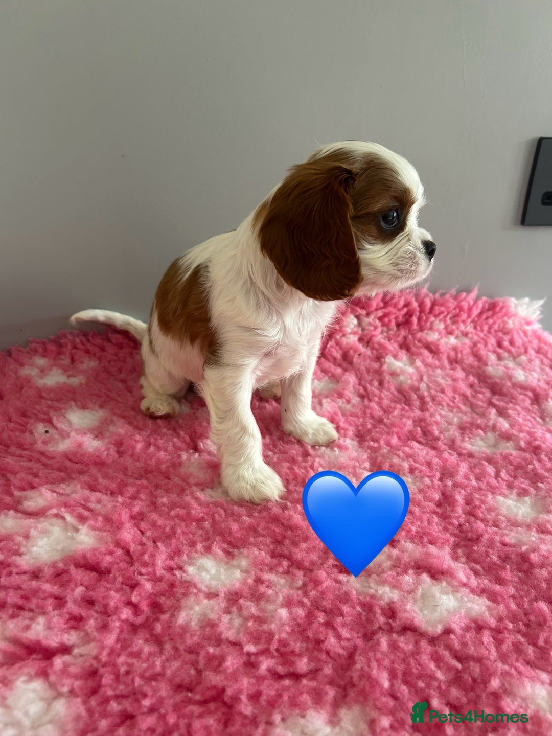 Cavalier King Charles Spaniel dogs for sale: Blenheim cavalier King Charles puppies - Image 13