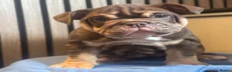English Bulldog dogs for sale: English Bulldog Female  - Advert 16