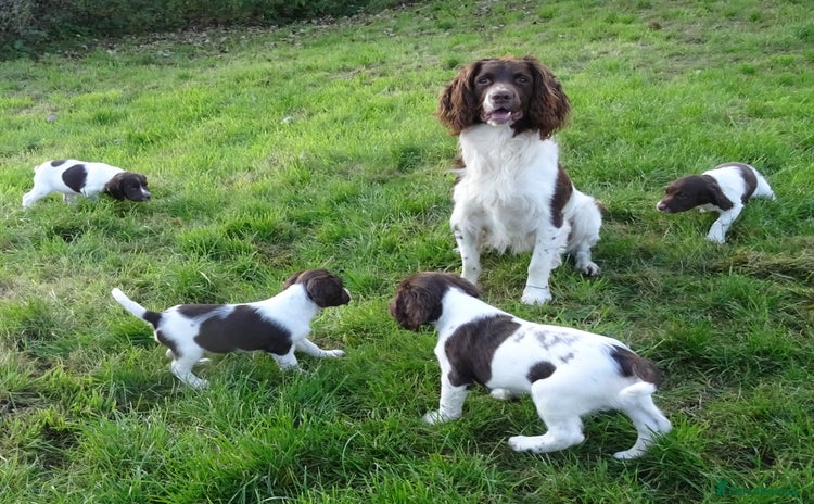 English Springer Spaniel dogs - Advert 2