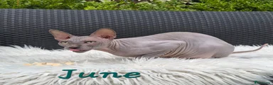 Sphynx 7