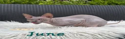 Sphynx cats for sale: Sphynx /Elf kittens Ready Now - Advert 8